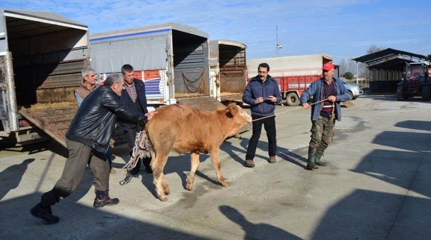 Gen&ccedil; &ccedil;ift&ccedil;ilere damızlık d&uuml;ve dağıtıldı