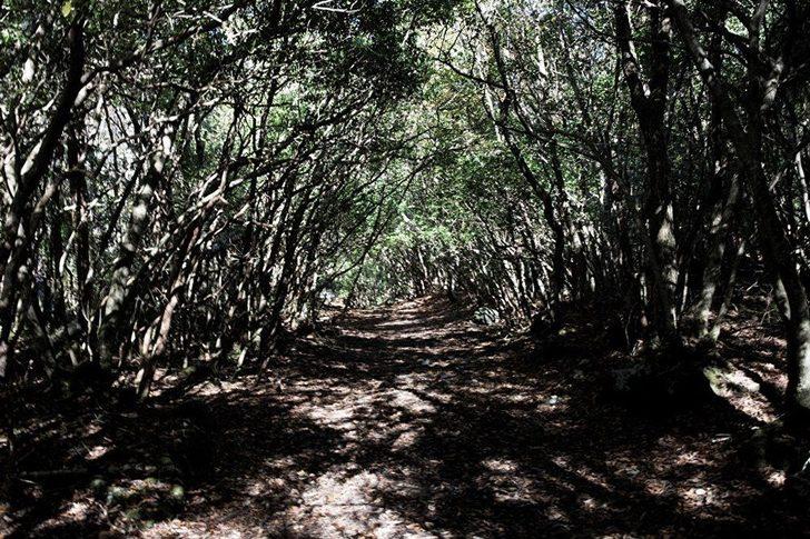 Japonya'nın korkunç 'intihar ormanı' G1