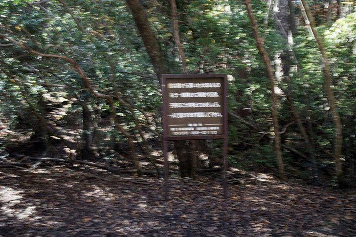 Japonya'nın korkunç 'intihar ormanı' G4