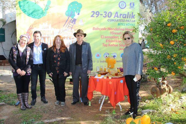 Bodrum Mandalina Hasat Festivali Başlıyor