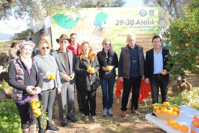 Bodrum Mandalina Hasat Festivali Başlıyor