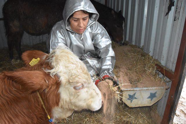 Dana 'Yunus'un bacağı, bedenini taşıyamıyor