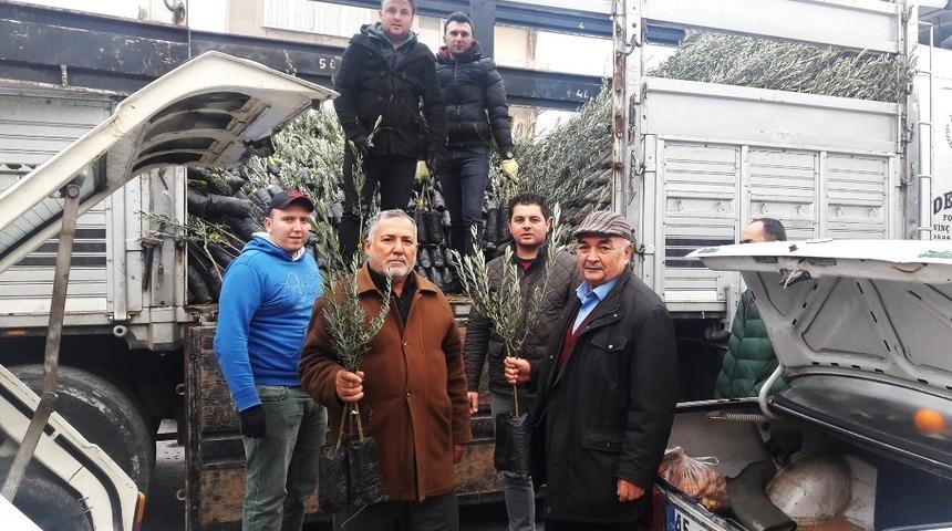 Kırkağa&ccedil;&rsquo;ta Ziraat Odası zeytin fidanı dağıtımına başladı