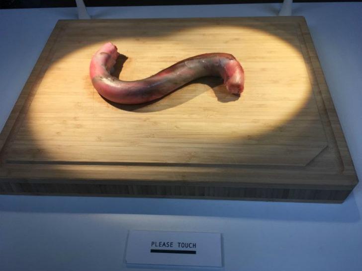 Kim sindirecek şimdi bunları! En tuhaf yemeklerin bir arada olduğu İğrenç Yemekler Müzesi G2