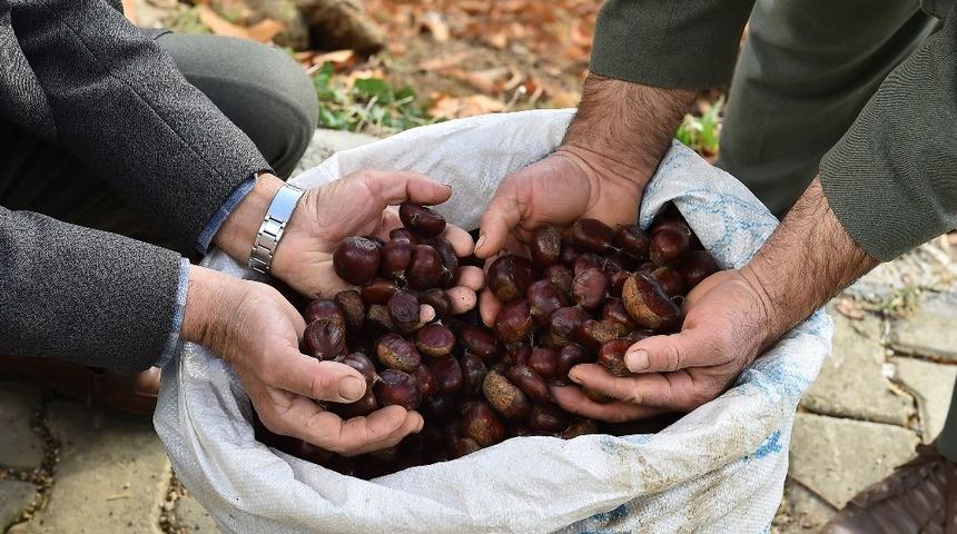 Kestane ağaçları için kurtuluş reçetesi