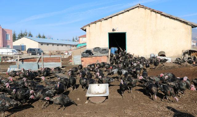 Yılbaşına özel hindinin kilosu 20 lira