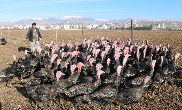 Yılbaşına özel hindinin kilosu 20 lira