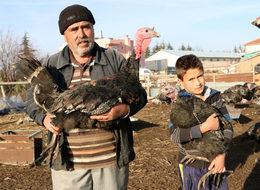 Yılbaşına özel hindinin kilosu 20 lira