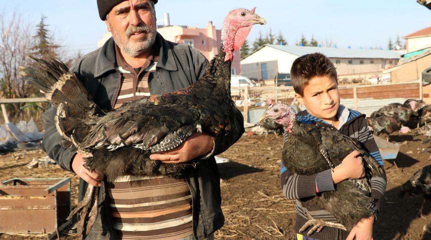 Yılbaşına özel hindinin kilosu 20 lira