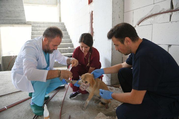 Sokak hayvanları sahipsiz kalmadı G4