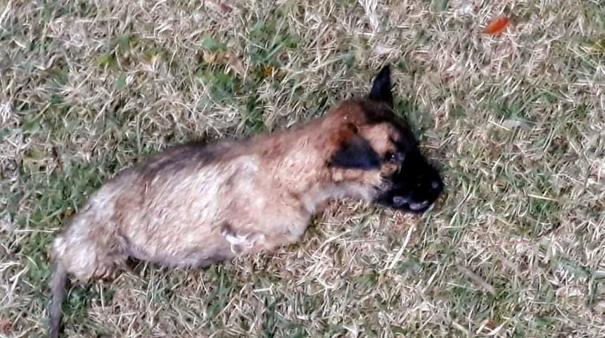 K&uuml;tahya&rsquo;da vahşet