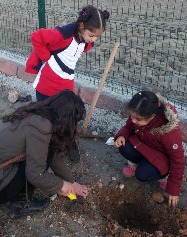 Mercan Koleji’nde fidan dikimi gerçekleştirildi