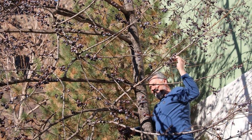 Erzurum&rsquo;da kış, il&ccedil;esi Olur&rsquo;da bahar havası