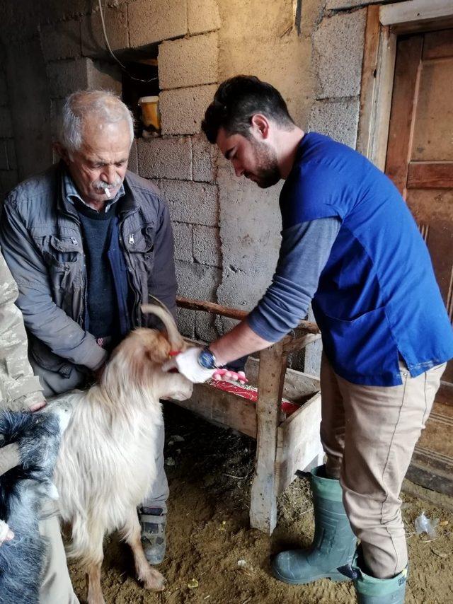 Çukurca’da hayvan küpeleme çalışması