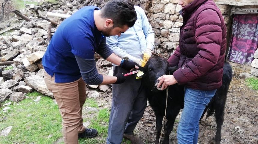 &Ccedil;ukurca&rsquo;da hayvan k&uuml;peleme &ccedil;alışması