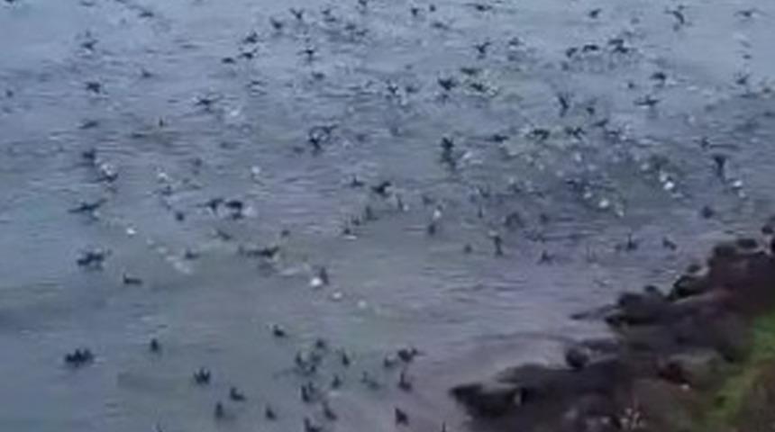 Sürü sahile vurdu! Vatandaşlar doğa olayını telefonla kaydetti