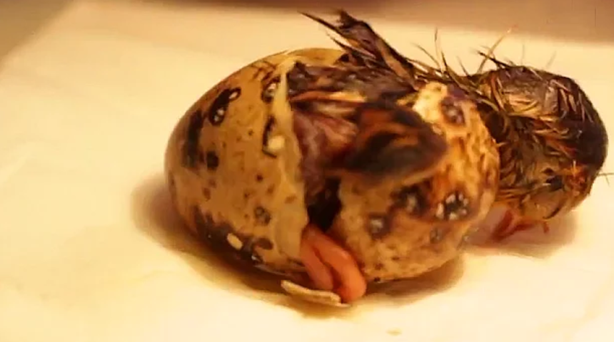 Aldığı yumurtaları yemedi bakın neyle karşılaştı!