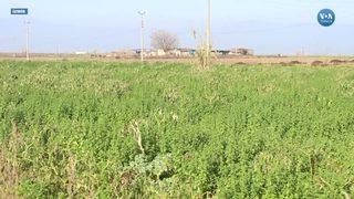 Ödemiş Patatesinde Hasat Telaşı