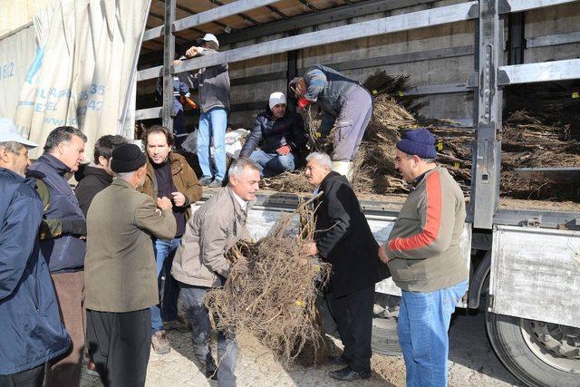 Köylüye 60 bin adet ceviz fidanı