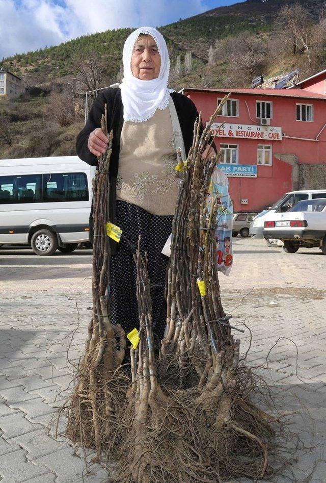 Köylüye 60 bin adet ceviz fidanı