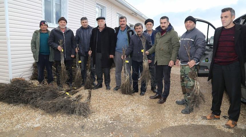 K&ouml;yl&uuml;ye 60 bin adet ceviz fidanı