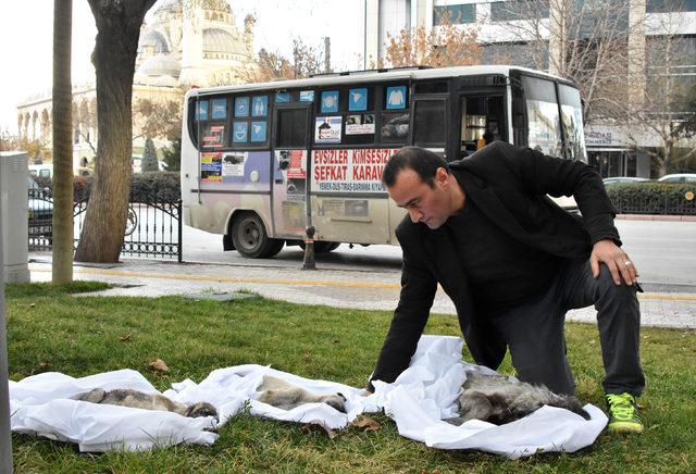 Köpek ölülerini kefenleyip belediye binası önüne getirdi