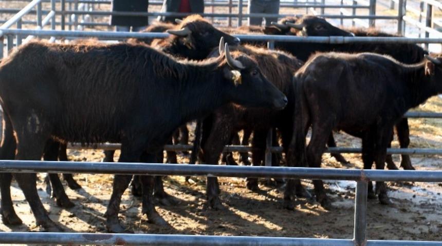 Erzincan&rsquo;da gen&ccedil; &ccedil;ift&ccedil;ilere manda dağıtıldı