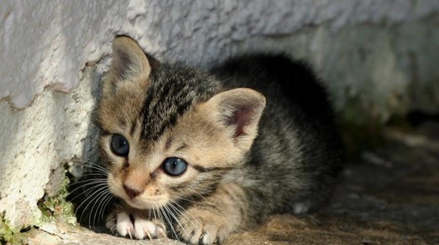 Avrupa'da neden sokak hayvanı yok?