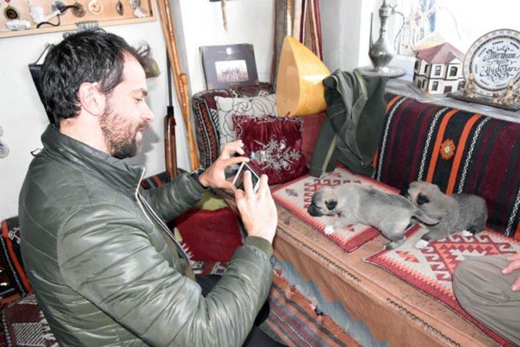 Kurtlar İtalya'yı ele geçirdi, çare kangallar! G2