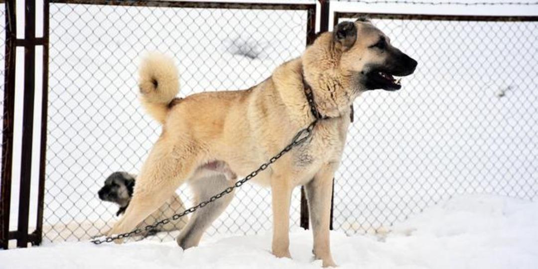 Kurtlar İtalya'yı ele ge&ccedil;irdi, &ccedil;are kangallar!