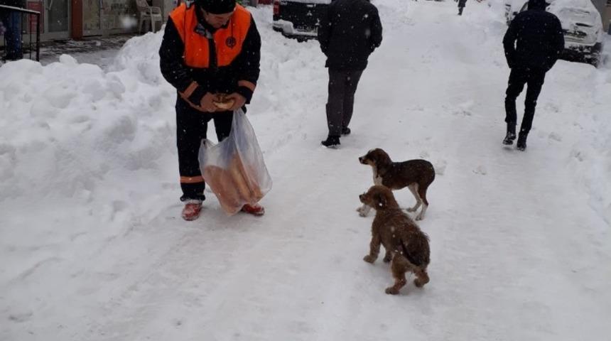 Karda aç kalan hayvanlar için belediye seferber oldu