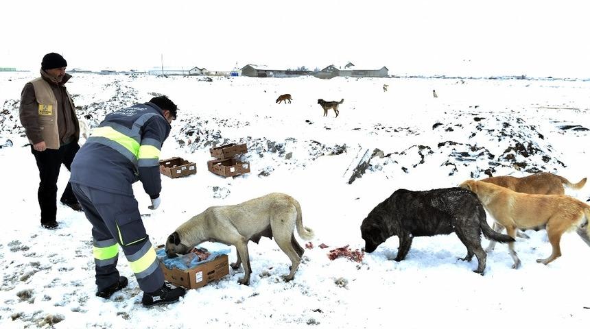 Konya B&uuml;y&uuml;kşehir sahipsiz ve doğal hayattaki hayvanlara yem bıraktı