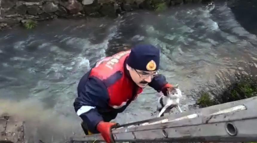 Dere yatağında mahsur kalan yavru kediyi itfaiye kurtardı