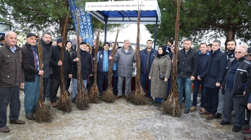 Kandıra&rsquo;da 100 &ccedil;ift&ccedil;iye 6 bin ceviz fidanı dağıtıldı