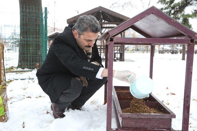 Tokat’ta sokak hayvanlarına yem bırakıldı