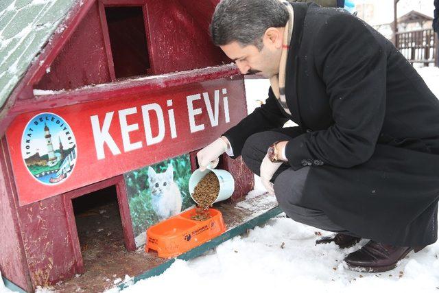 Tokat’ta sokak hayvanlarına yem bırakıldı