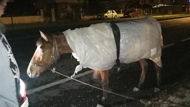 Bursa'da soğuk hava nedeniyle 'atı' 'naylona' sardılar