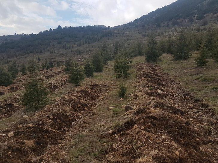 Antalya’da Bal Ormanı projesi G1