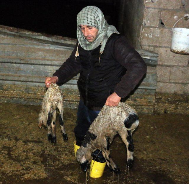 Yağmur suyu dolan ahırdaki hayvanlar telef oldu