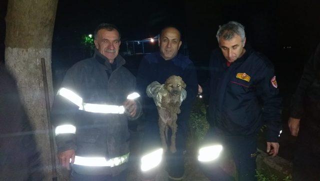 Su tahliye borusunda mahsur kalan köpek kurtarıldı
