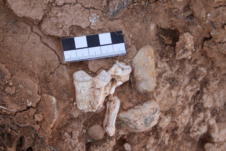 Arkeologlar 9 milyon yıl öncesine gidecek G2