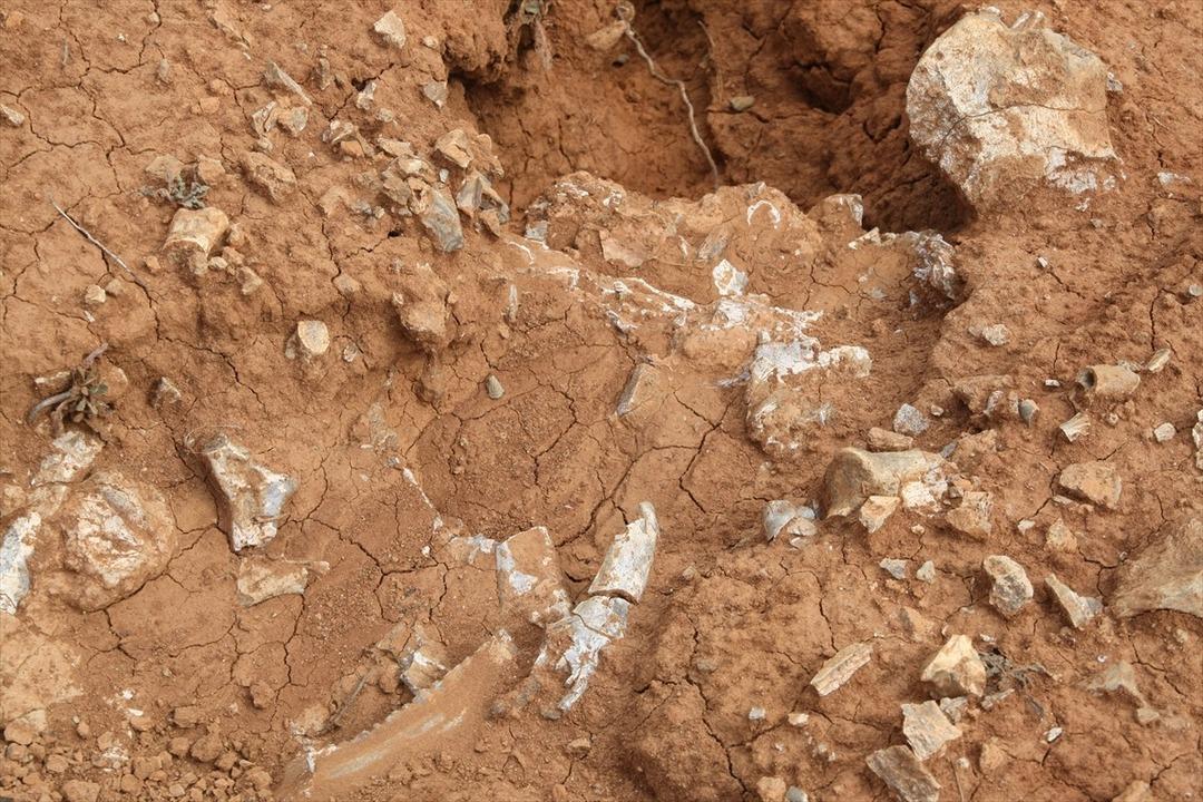 Arkeologlar 9 milyon yıl &ouml;ncesine gidecek