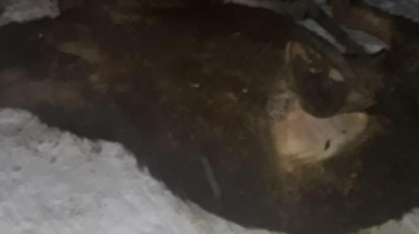 Ahır &ccedil;&ouml;kt&uuml;, 5 b&uuml;y&uuml;kbaş hayvan telef oldu