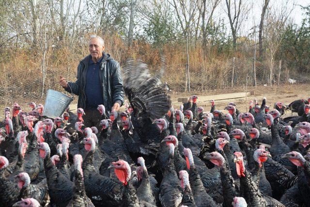 Emekli öğretmen, kurduğu çiftlikte organik hindi yetiştiriyor