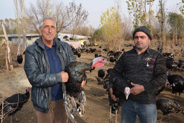 Emekli öğretmen, kurduğu çiftlikte organik hindi yetiştiriyor