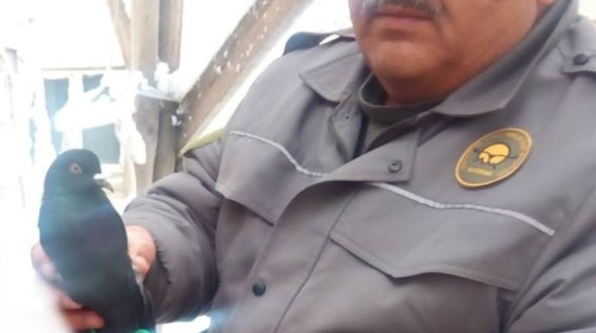 Yaralı bulunan yabani g&uuml;vercin tedavi altına alındı