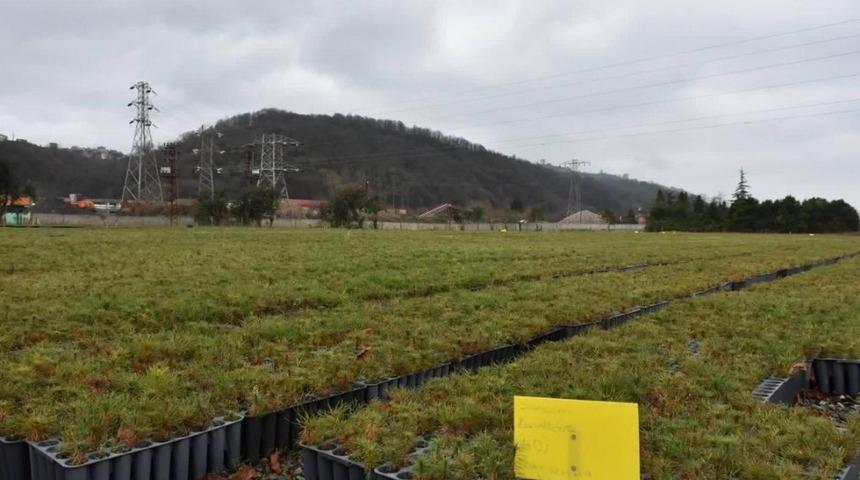 5,5 milyon fidan &uuml;rettiler