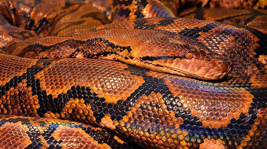 Dev piton şoke etti! Ağırlığı tam 100 kilogram