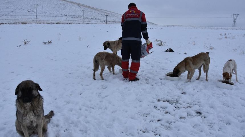 Kocasinan k&uuml;&ccedil;&uuml;k dostlara sahip &ccedil;ıktı