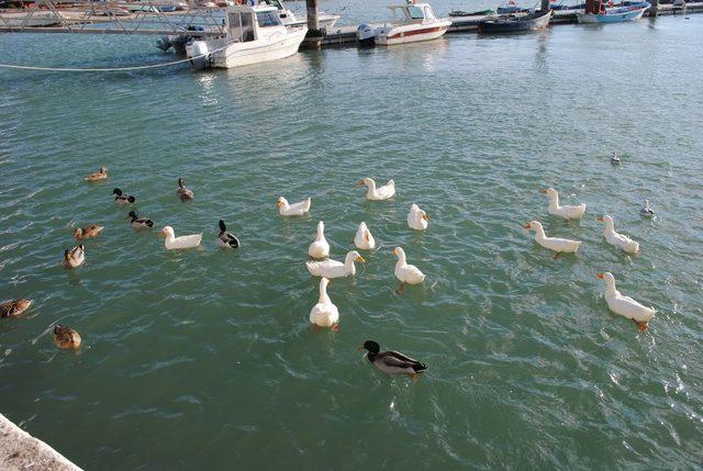 Eğirdir Gölü’ndeki kuşlar beslendi